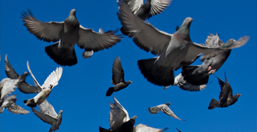 Billede af flyvende måger på blå himmel